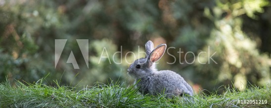 Obrázek Tiny Grey Rabbit